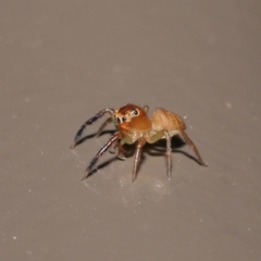 Prostheclina amplior at Acton, ACT - 13 Oct 2020 12:08 PM