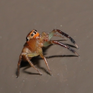 Prostheclina amplior at Acton, ACT - 13 Oct 2020 12:08 PM