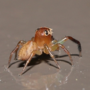 Prostheclina amplior at Acton, ACT - 13 Oct 2020 12:08 PM