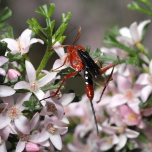 Lissopimpla excelsa at Acton, ACT - 13 Oct 2020