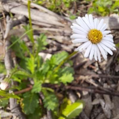 Brachyscome willisii (Narrow-wing Daisy) at Wandiyali-Environa Conservation Area - 11 Oct 2020 by samreid007