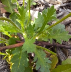 Brachyscome willisii at Googong, NSW - 11 Oct 2020 12:00 PM