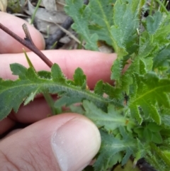 Brachyscome willisii at Googong, NSW - 11 Oct 2020 12:00 PM