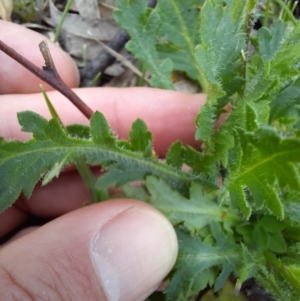 Brachyscome willisii at Googong, NSW - 11 Oct 2020 12:00 PM