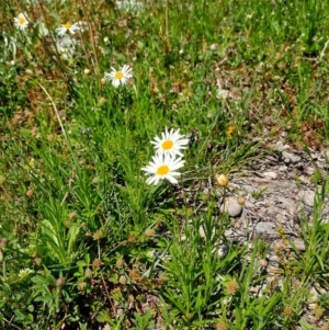 Brachyscome dentata at Googong, NSW - 11 Oct 2020