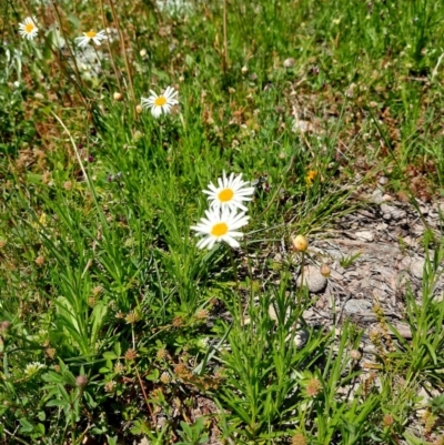 Brachyscome dentata (Lobe-Seed Daisy) at Googong, NSW - 11 Oct 2020 by samreid007