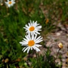 Brachyscome dentata at Googong, NSW - 11 Oct 2020