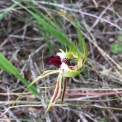 Caladenia atrovespa (Green-comb Spider Orchid) at Downer, ACT - 13 Oct 2020 by Wen