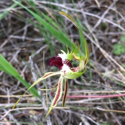 Caladenia atrovespa (Green-comb Spider Orchid) at Downer, ACT - 13 Oct 2020 by Wen