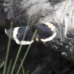 Eutrichopidia latinus (Yellow-banded Day-moth) at Bruce, ACT - 13 Oct 2020 by AlisonMilton