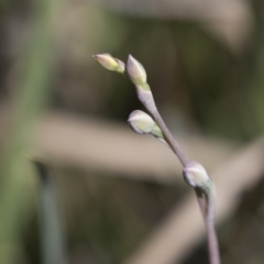 Thelymitra (genus) (sun orchids) at Bruce, ACT - 13 Oct 2020 by AlisonMilton
