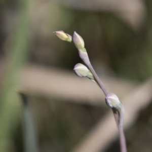 Thelymitra sp. at Bruce, ACT - 13 Oct 2020