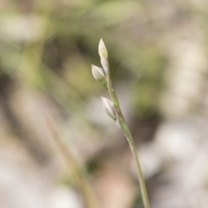 Thelymitra sp. at Bruce, ACT - 13 Oct 2020