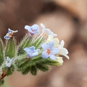 Myosotis discolor at O'Connor, ACT - 14 Oct 2020