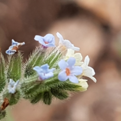 Myosotis discolor (Forget-me-not) at O'Connor, ACT - 13 Oct 2020 by tpreston