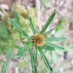 Euchiton involucratus (Star Cudweed) at O'Connor, ACT - 14 Oct 2020 by trevorpreston