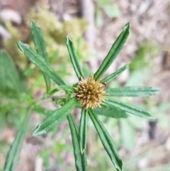 Euchiton involucratus (Star Cudweed) at O'Connor, ACT - 13 Oct 2020 by tpreston