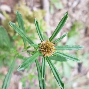 Euchiton involucratus at O'Connor, ACT - 14 Oct 2020