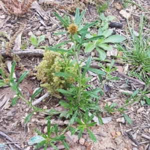 Euchiton involucratus at O'Connor, ACT - 14 Oct 2020