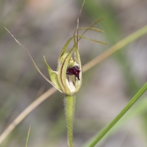 Caladenia atrovespa at Bruce, ACT - 13 Oct 2020