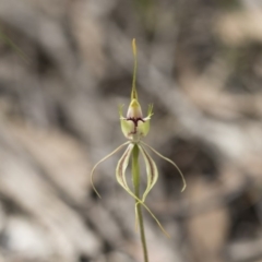 Caladenia atrovespa at Bruce, ACT - suppressed