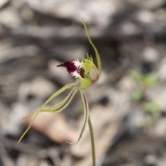 Caladenia atrovespa at Bruce, ACT - suppressed