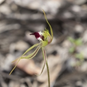 Caladenia atrovespa at Bruce, ACT - 13 Oct 2020