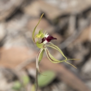 Caladenia atrovespa at Bruce, ACT - 13 Oct 2020