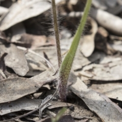 Caladenia atrovespa at Bruce, ACT - suppressed