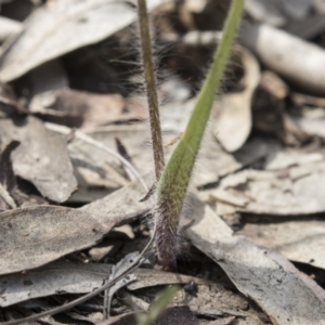 Caladenia atrovespa at Bruce, ACT - 13 Oct 2020