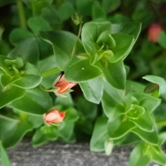 Lysimachia arvensis (Scarlet Pimpernel) at O'Connor, ACT - 13 Oct 2020 by tpreston
