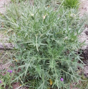 Cirsium vulgare at O'Connor, ACT - 14 Oct 2020 08:13 AM