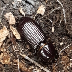 Aulacocyclus edentulus (Passalid beetle) at O'Connor, ACT - 13 Oct 2020 by tpreston