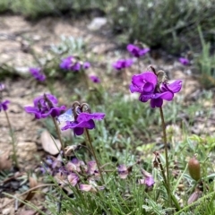 Swainsona sericea (Silky Swainson-Pea) at Jerrabomberra, NSW - 14 Oct 2020 by Wandiyali