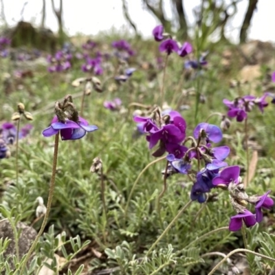 Swainsona sericea (Silky Swainson-Pea) at Wandiyali-Environa Conservation Area - 13 Oct 2020 by Wandiyali