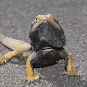 Pogona barbata at Acton, ACT - suppressed