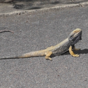 Pogona barbata at Acton, ACT - suppressed