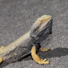 Pogona barbata at Acton, ACT - suppressed