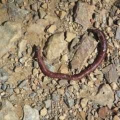 Oligochaeta (class) (Unidentified earthworm) at Cotter River, ACT - 11 Oct 2020 by Tapirlord