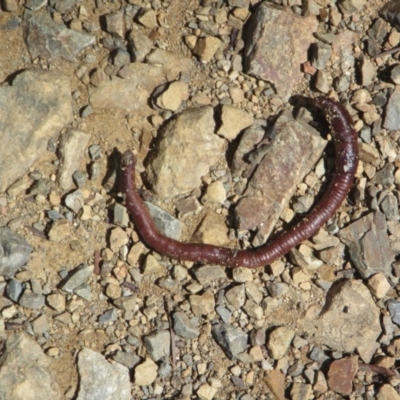 Oligochaeta (class) (Unidentified earthworm) at Cotter River, ACT - 10 Oct 2020 by Tapirlord