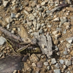 Monistria concinna (Southern Pyrgomorph) at Cotter River, ACT - 11 Oct 2020 by Tapirlord