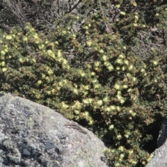 Phebalium squamulosum subsp. ozothamnoides (Alpine Phebalium, Scaly Phebalium) at Cotter River, ACT - 11 Oct 2020 by Tapirlord