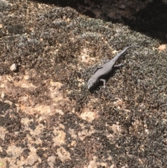 Egernia saxatilis (Black Rock Skink) at Paddys River, ACT - 4 Mar 2018 by Tapirlord