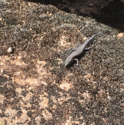 Egernia saxatilis (Black Rock Skink) at Paddys River, ACT - 4 Mar 2018 by Tapirlord