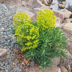 Euphorbia characias (Mediterranean Spurge) at Lyneham, ACT - 14 Oct 2020 by trevorpreston