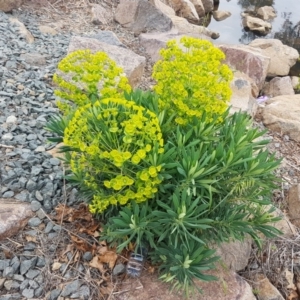 Euphorbia characias at Lyneham, ACT - 14 Oct 2020