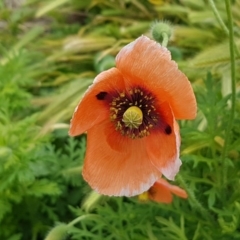 Papaver dubium (Longhead Poppy) at Lyneham, ACT - 13 Oct 2020 by tpreston