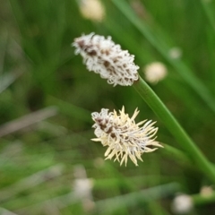 Eleocharis sp. (Spike-rush) at Lyneham, ACT - 14 Oct 2020 by trevorpreston