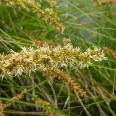 Carex appressa (Tall Sedge) at Lyneham, ACT - 13 Oct 2020 by tpreston