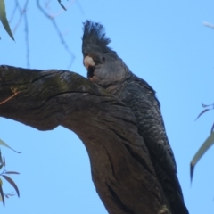 Callocephalon fimbriatum (Gang-gang Cockatoo) at ANBG South Annex - 13 Oct 2020 by Christine